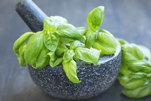 Everything you need to know about basil