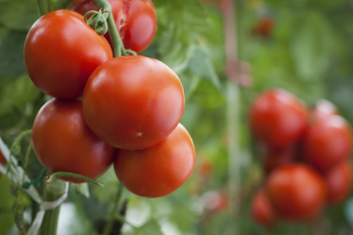 Everything you need to know about tomatoes